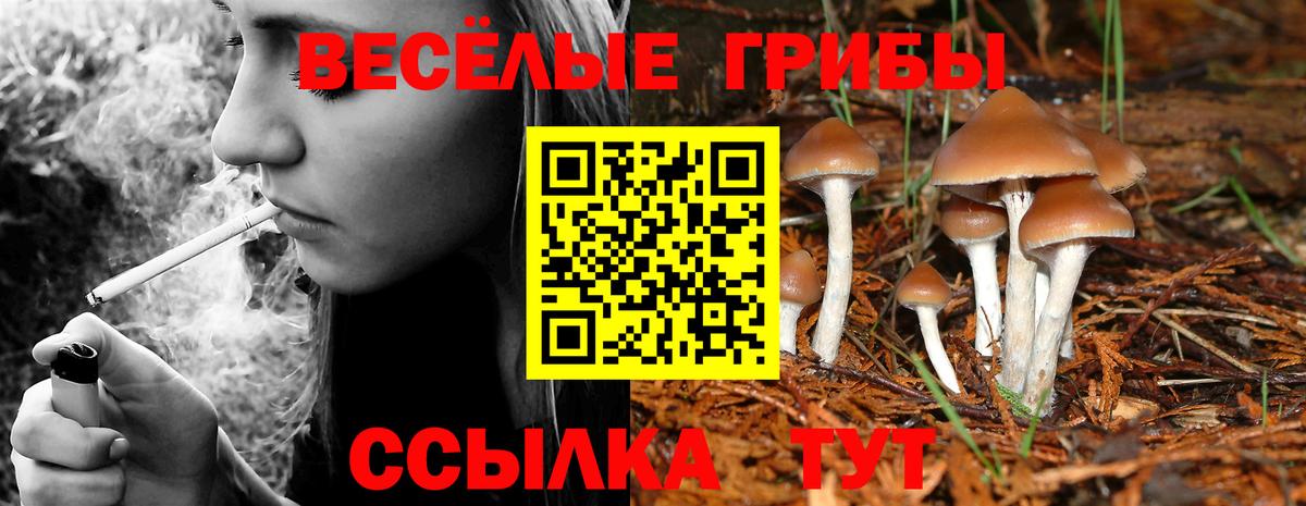 Галлюциногенные грибы Psilocybine cubensis  Галлюциногенные грибы прущие грибы  Киржач  Вход с VPN 